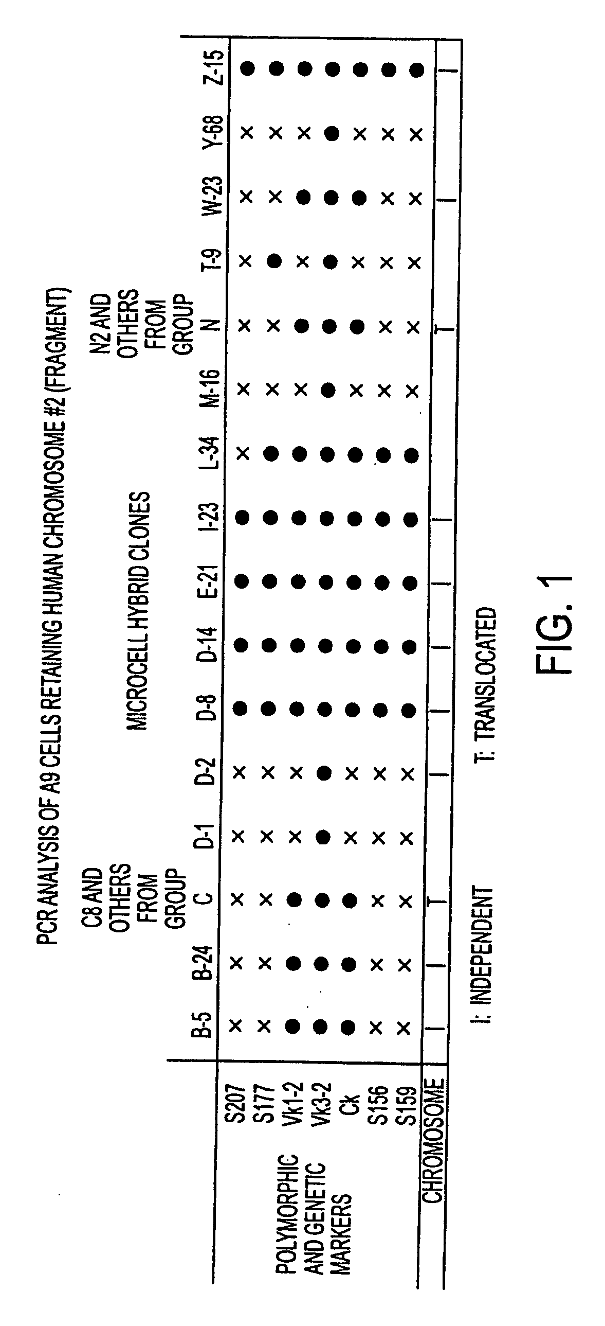 Isolation of a rearranged human immunoglobulin gene from a chimeric mouse and recombinant production of the encoded immunoglobulin