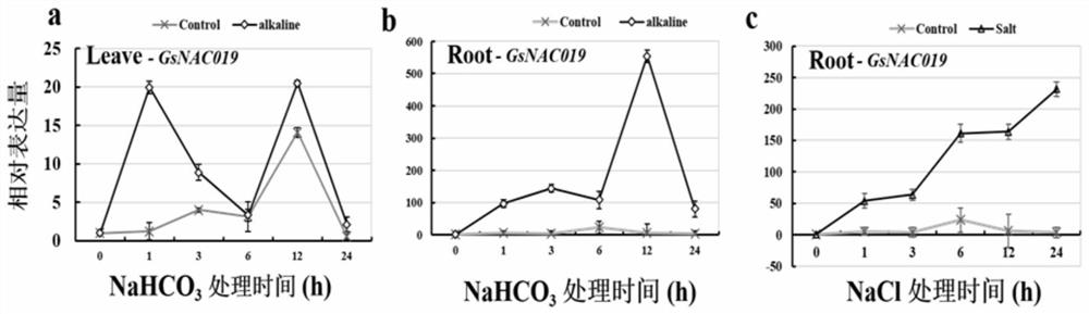 A protein gsnac019 related to plant stress resistance and its coding gene and application