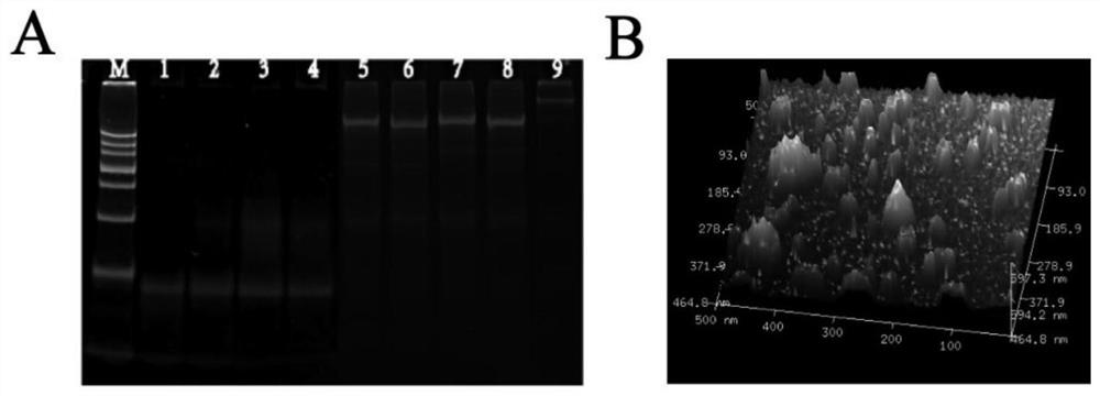 Fluorescent biosensor for detecting DNA methylated transferase as well as preparation and application thereof