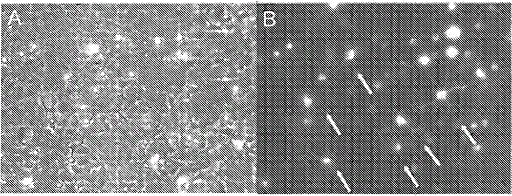 AAV vectors targeted to oligodendrocytes