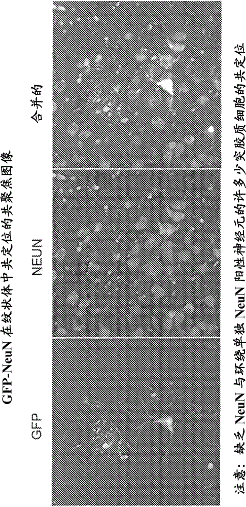 AAV vectors targeted to oligodendrocytes