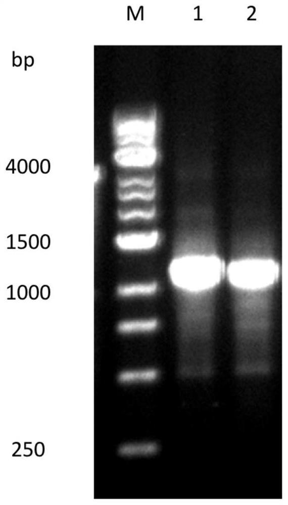 A codon optimization method and application for in vitro expression of heterologous genes