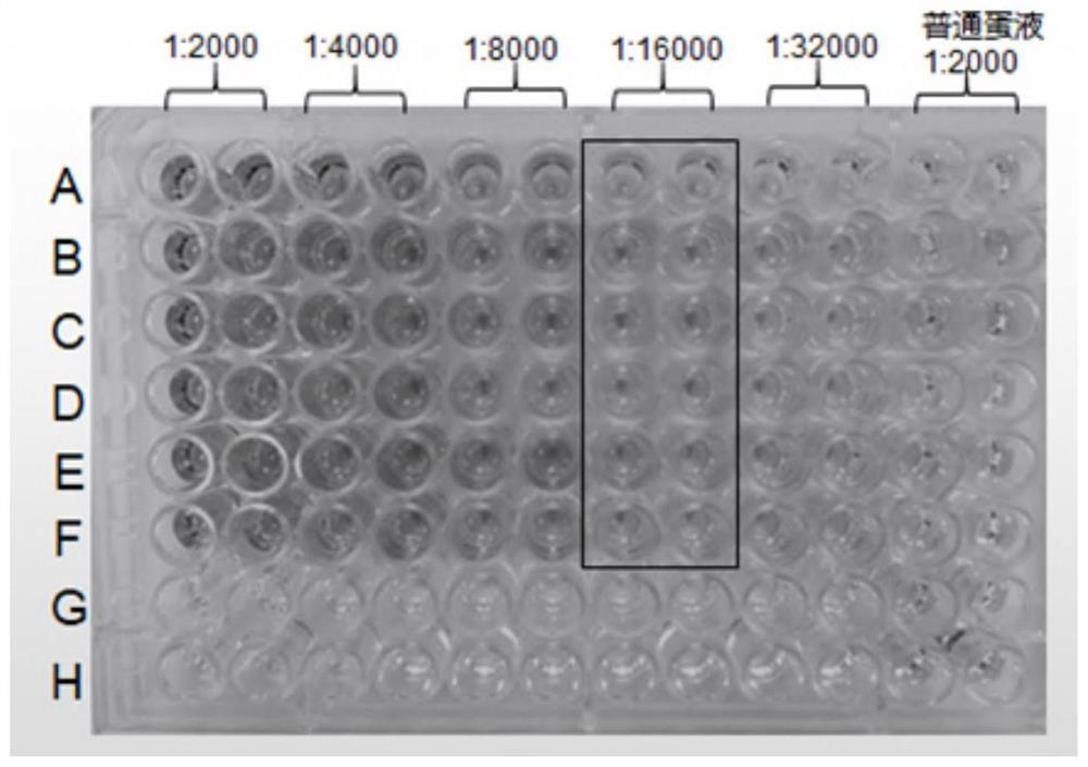 Preparation method and application of yolk antibody feed additive powder