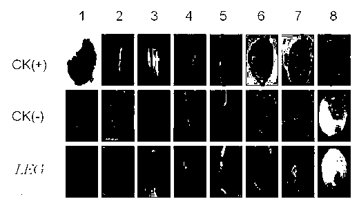 Corn callus specific promoter and application