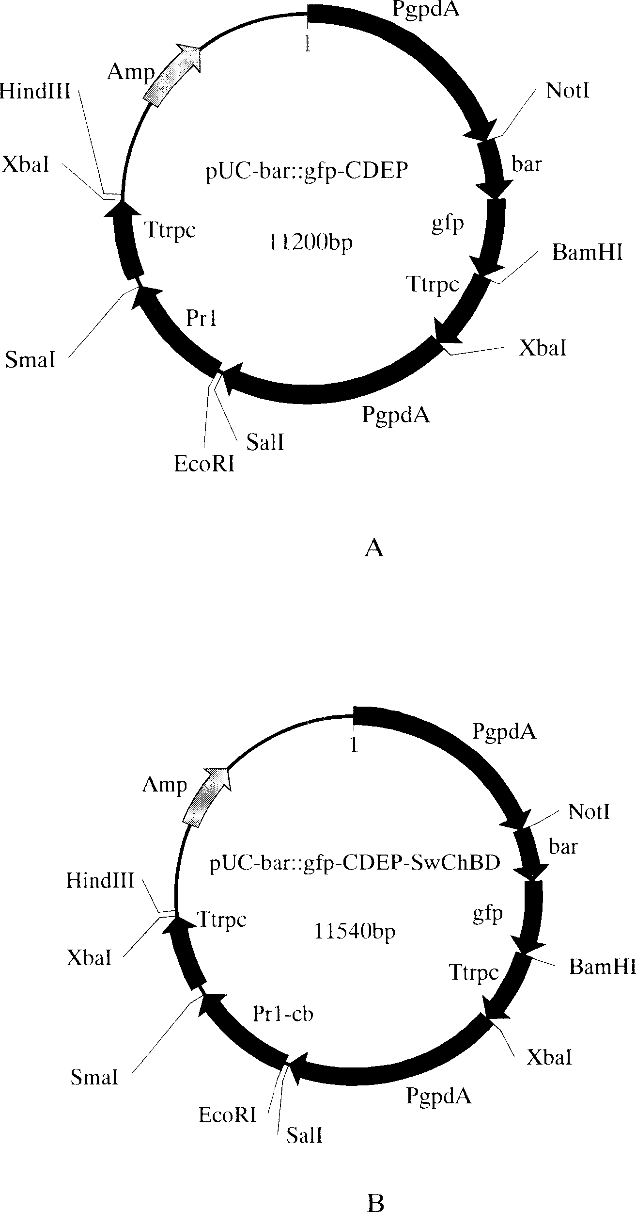 Recombinant serine protease and fungicide containing the same