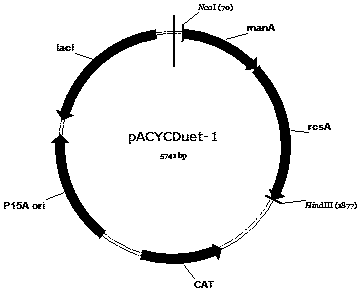 A method for constructing recombinant Escherichia coli to biosynthesize 2"-fucogalactose