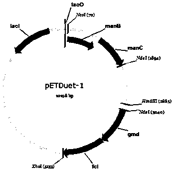 A method for constructing recombinant Escherichia coli to biosynthesize 2"-fucogalactose