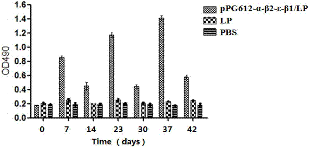 Recombinant lactobacillus for simultaneously expressing clostridium perfringens alpha, beta 2, epsilon and beta 1 exotoxin, construction method of recombinant lactobacillus and application