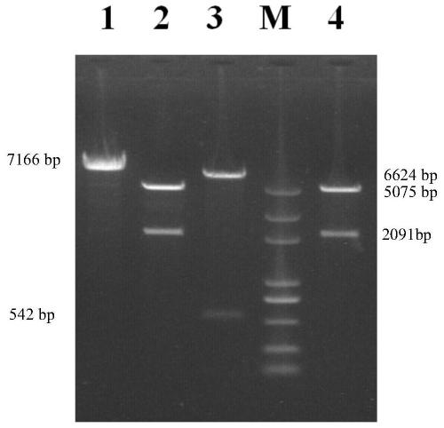 Porcine parvovirus infectious cloning system stably carrying genetic marker, construction method and application thereof
