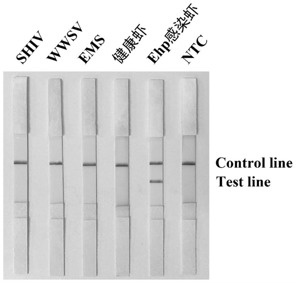 Specific primer pair for rapidly detecting Enterocytozoon hepatopenaei by utilizing RPA-LFS, detection kit and application of detection kit