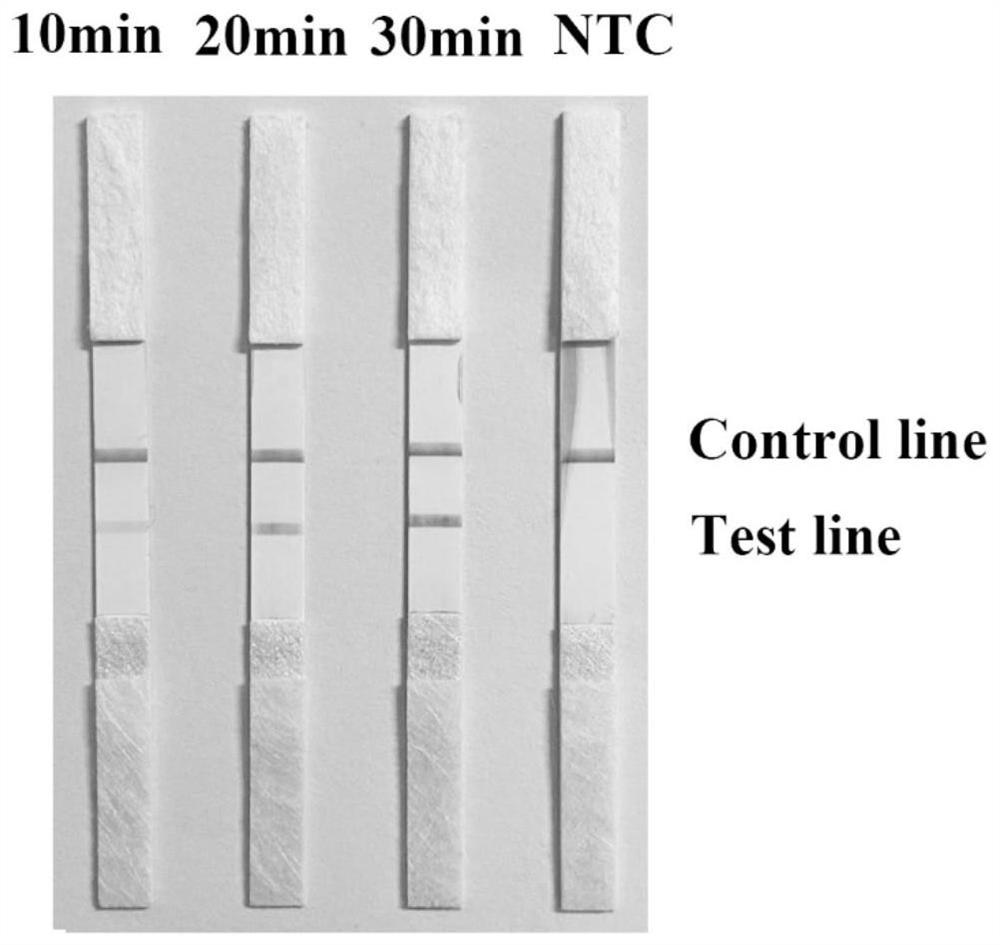 Specific primer pair for rapidly detecting Enterocytozoon hepatopenaei by utilizing RPA-LFS, detection kit and application of detection kit