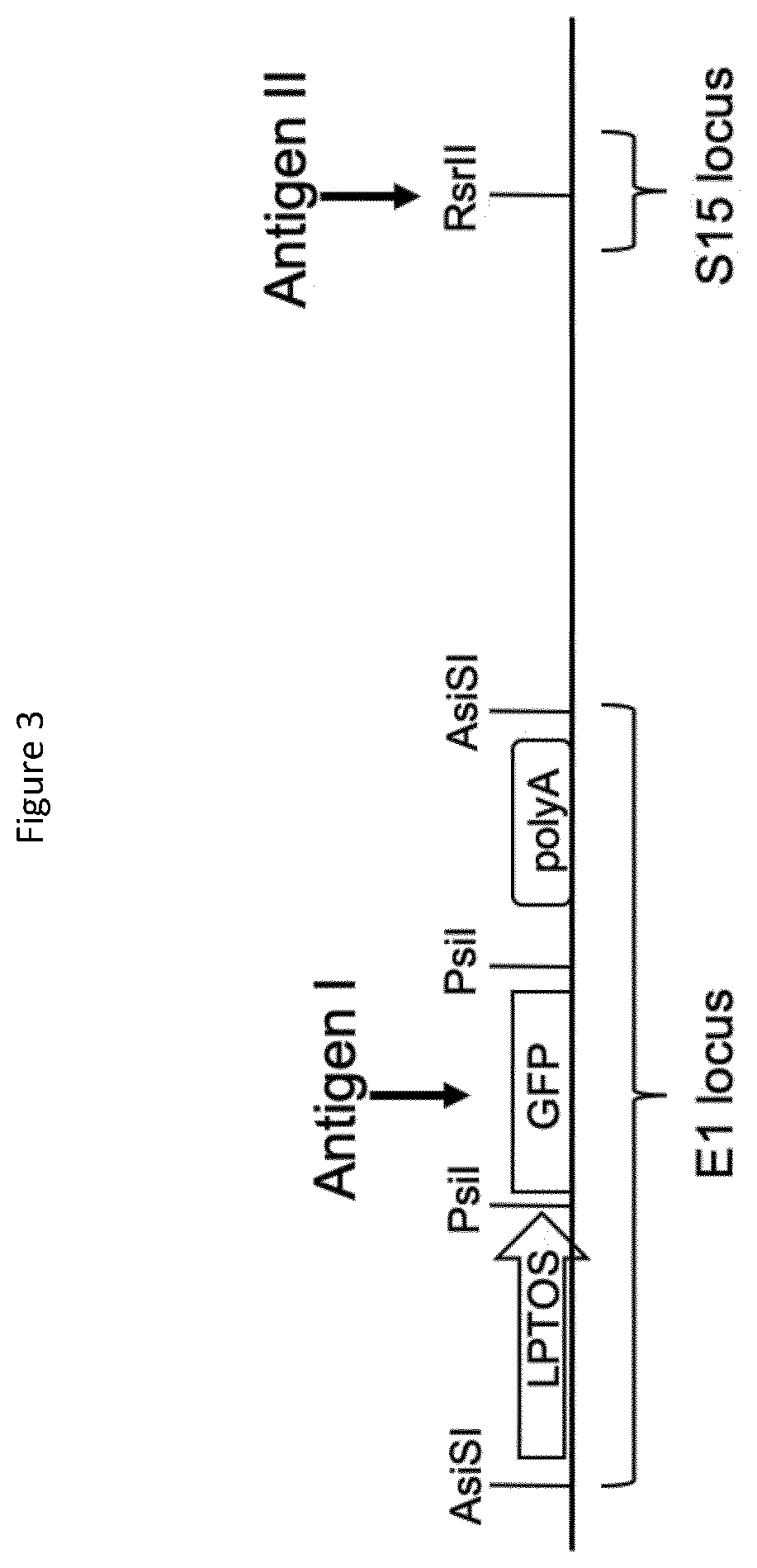Methods and compositions for producing a virus