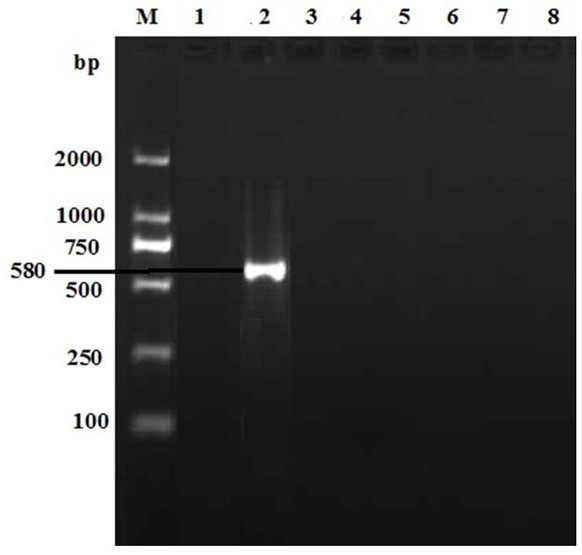 Primers and kits for double PCR detection of duck adenovirus type 2 and duck adenovirus type A