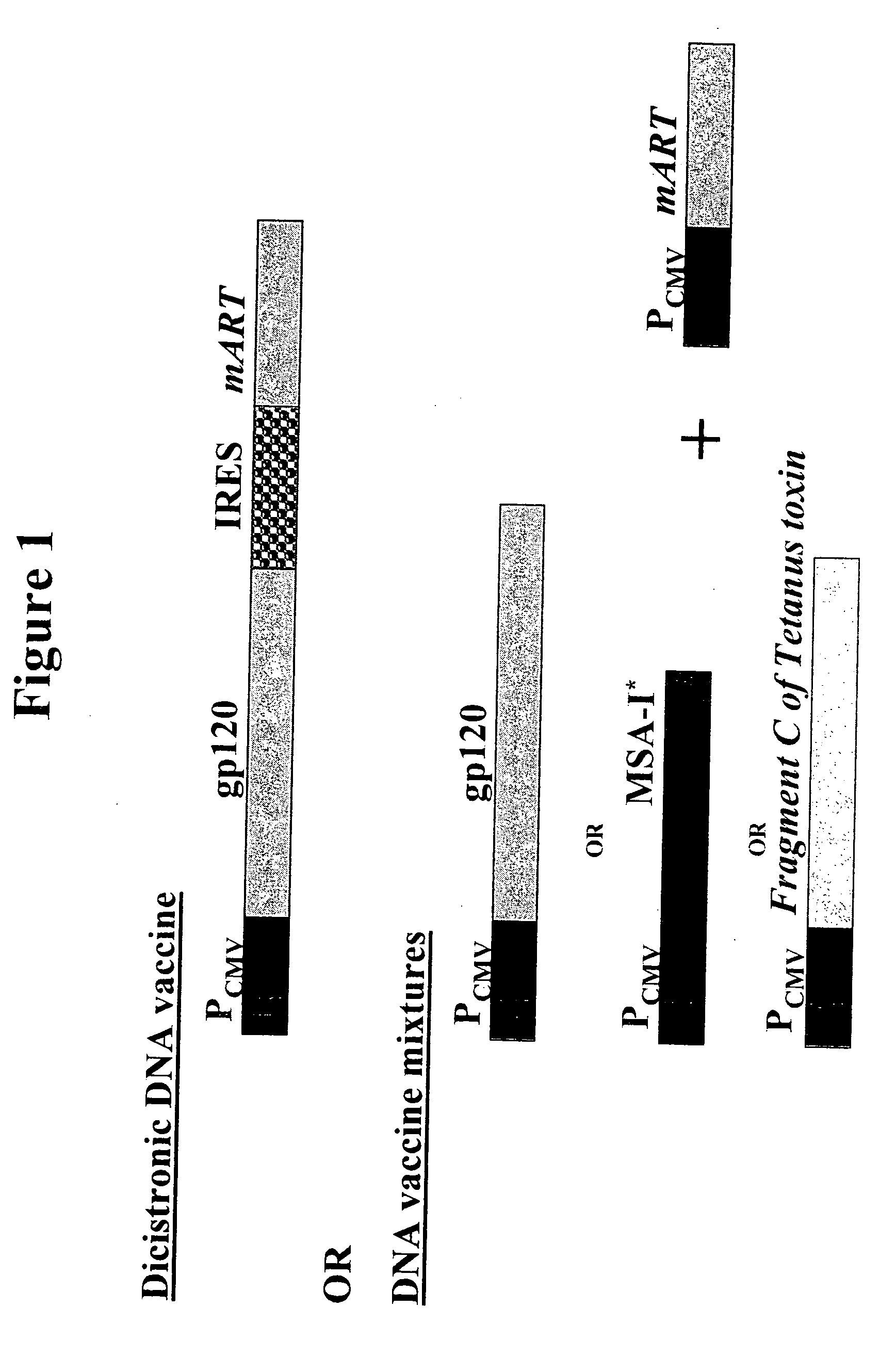 DNA vaccines that expresses mutant ADP-ribosyItransferase toxins which display reduced, or are devoid of, ADP-ribosyltransferase activity