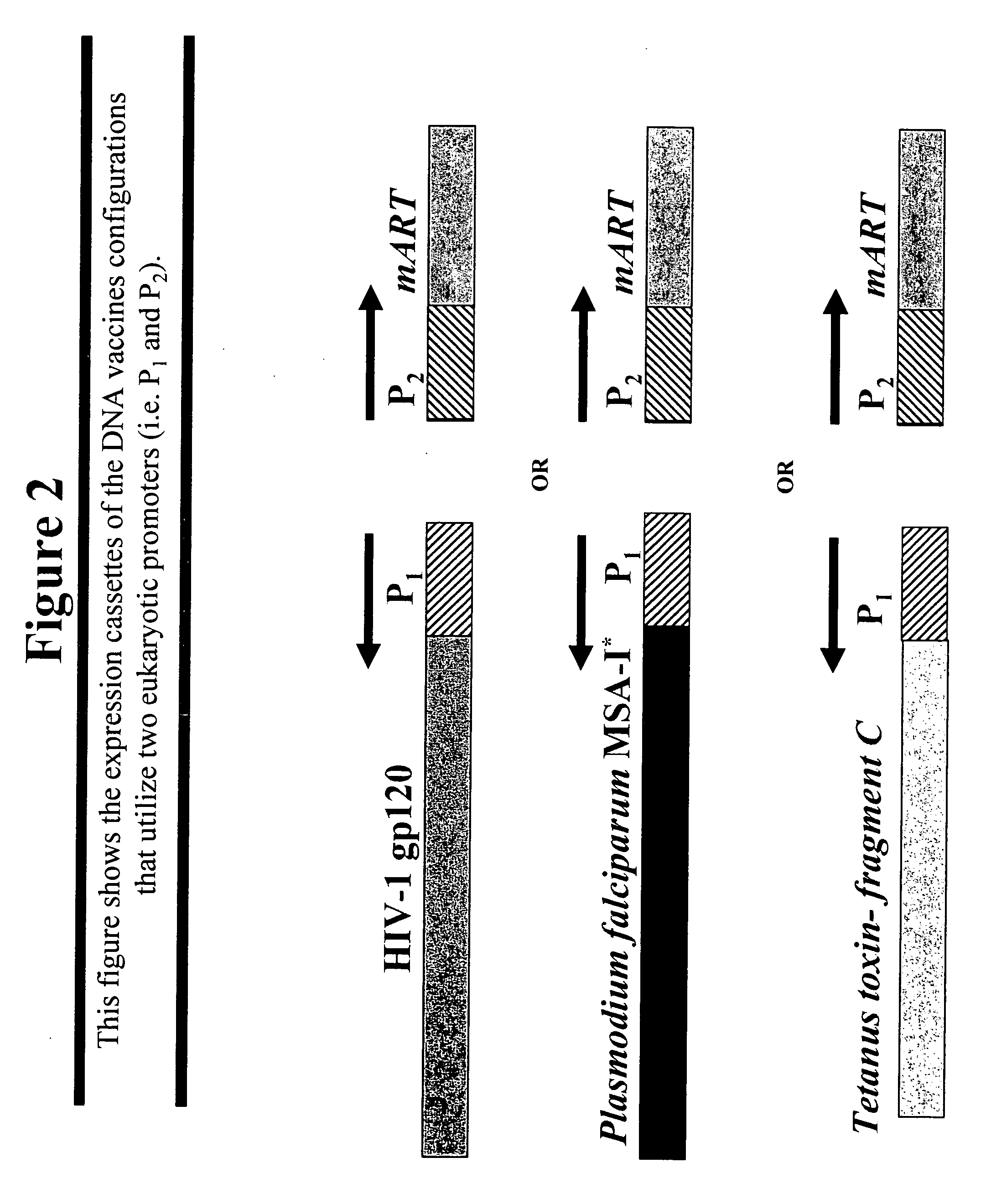 DNA vaccines that expresses mutant ADP-ribosyItransferase toxins which display reduced, or are devoid of, ADP-ribosyltransferase activity