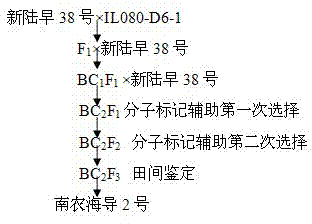 Molecular breeding method for improving cotton fiber length, fiber strength, and micronaire value