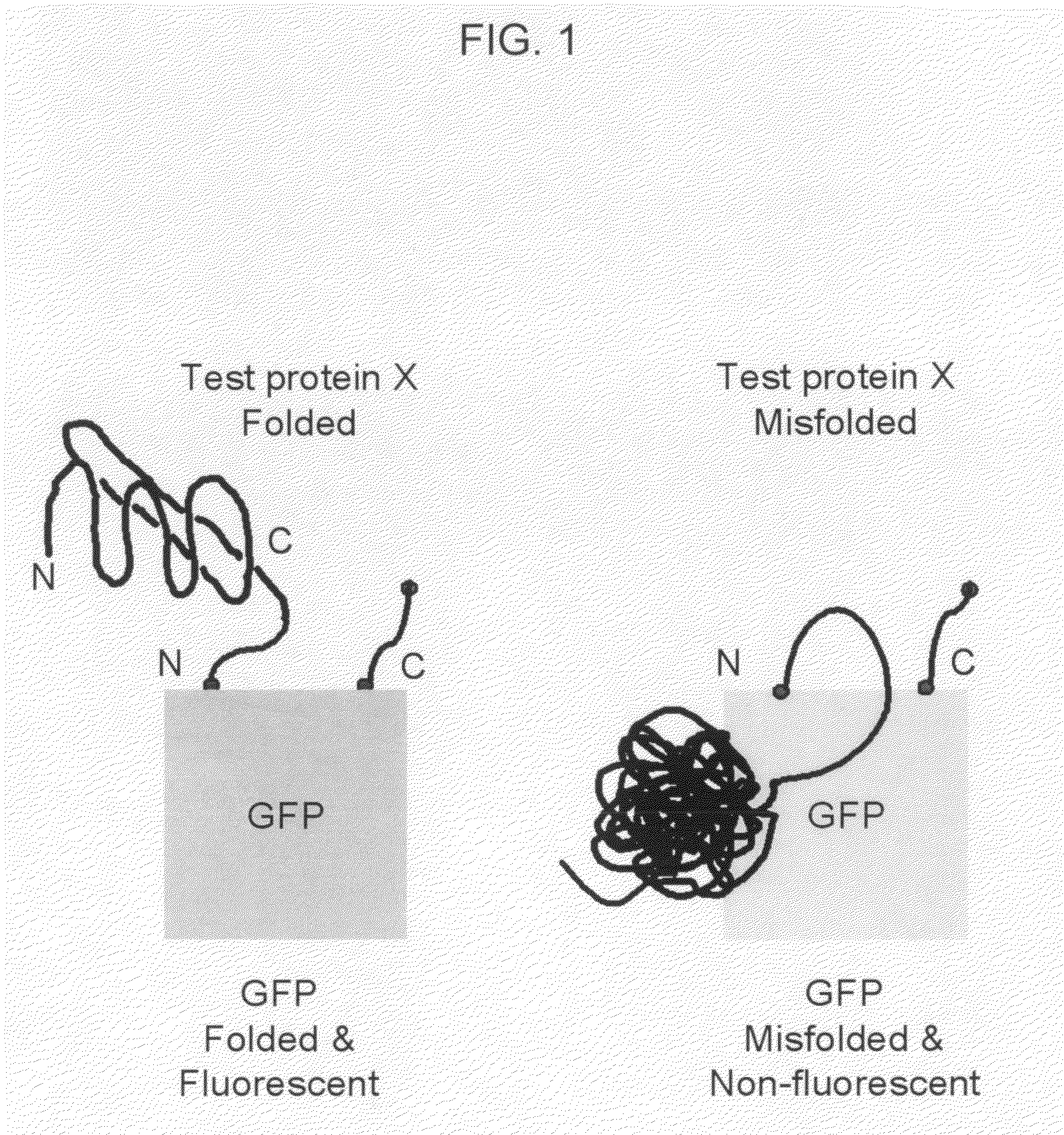 Circular permutant GFP insertion folding reporters