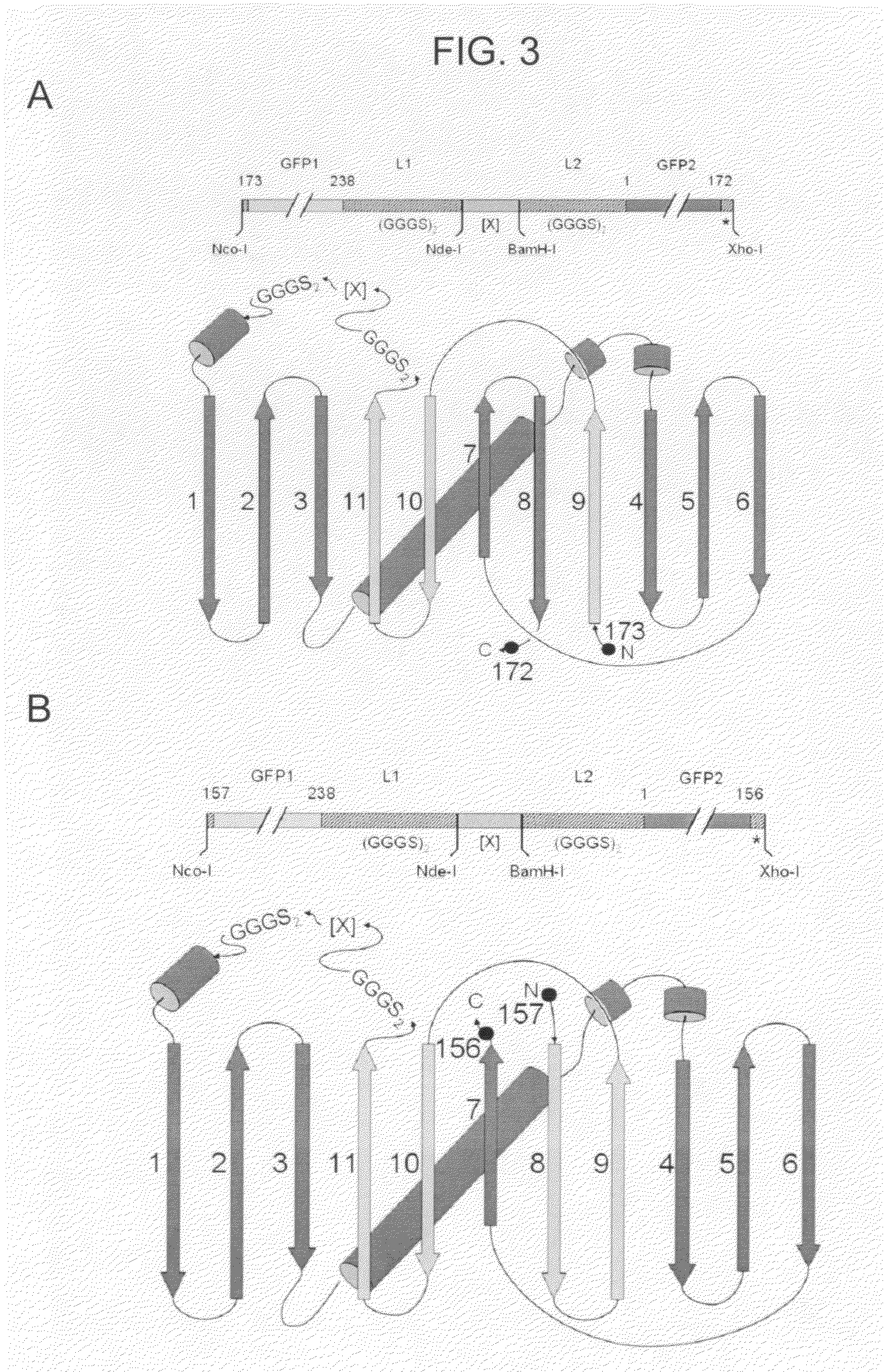 Circular permutant GFP insertion folding reporters