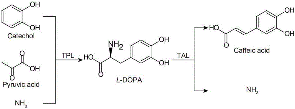 High efficiency biosynthesis method of caffeic acid with catechol as substrate