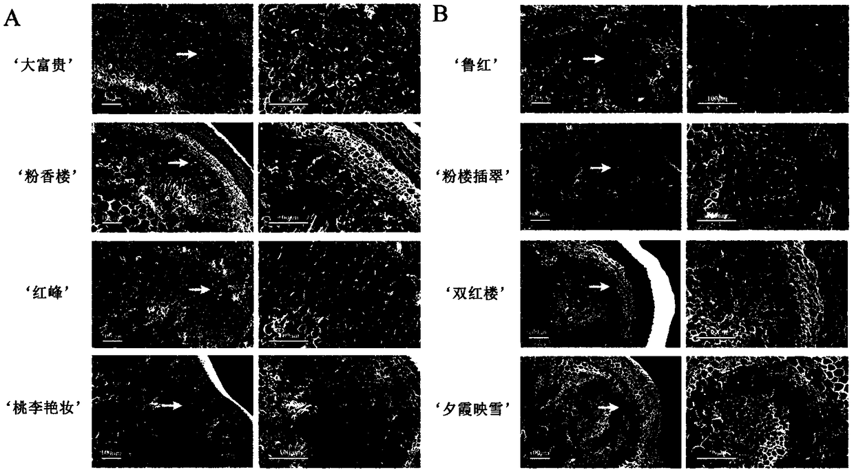 Microscopic authentication method for stem strength of paeonia lactiflora pall cut flower