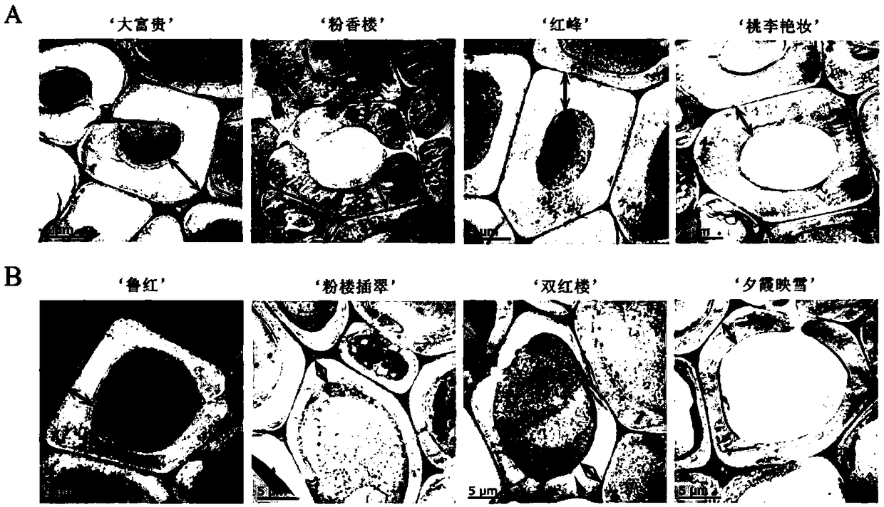 Microscopic authentication method for stem strength of paeonia lactiflora pall cut flower