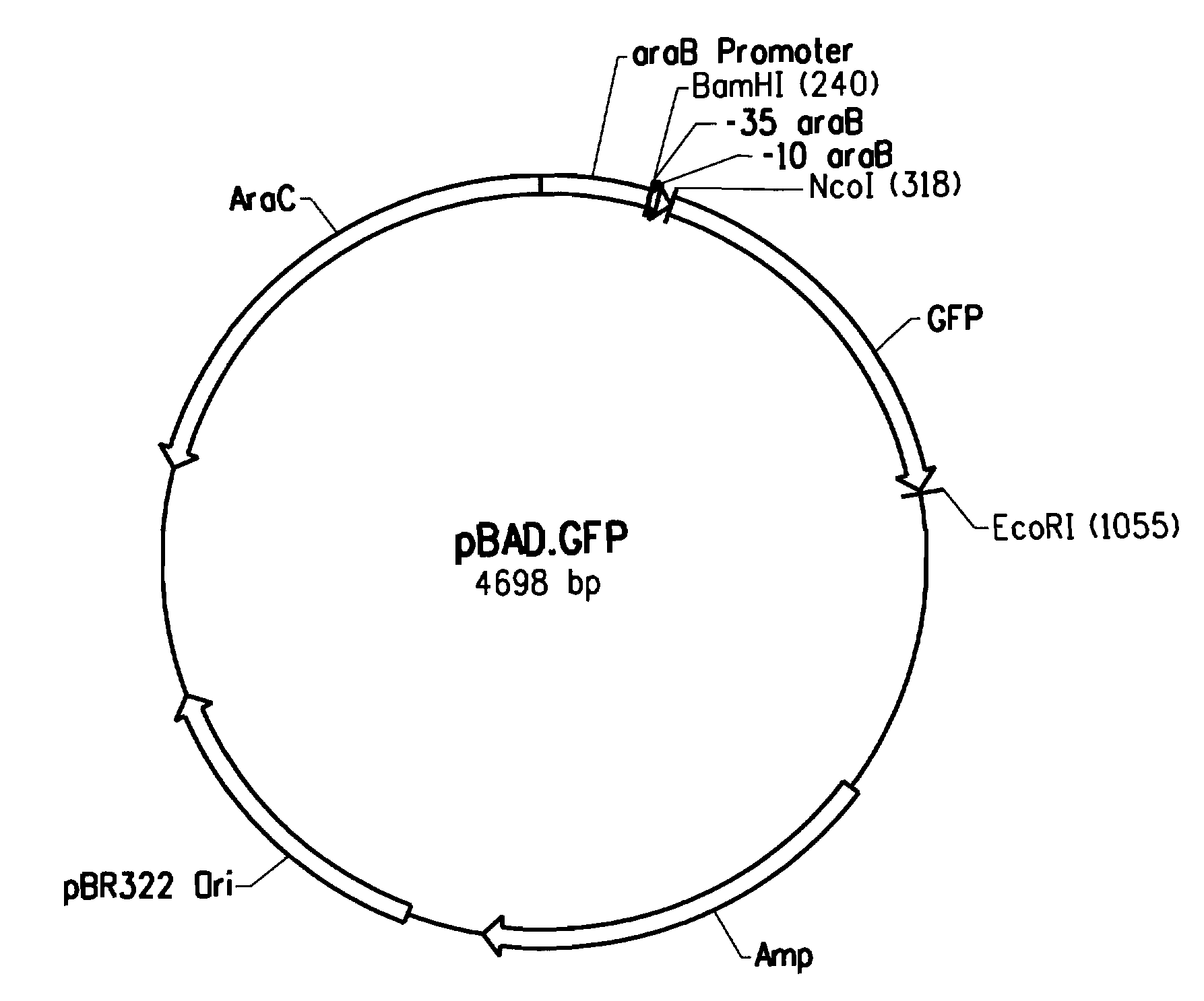 Mutant arabinose promoter for inducible gene expression