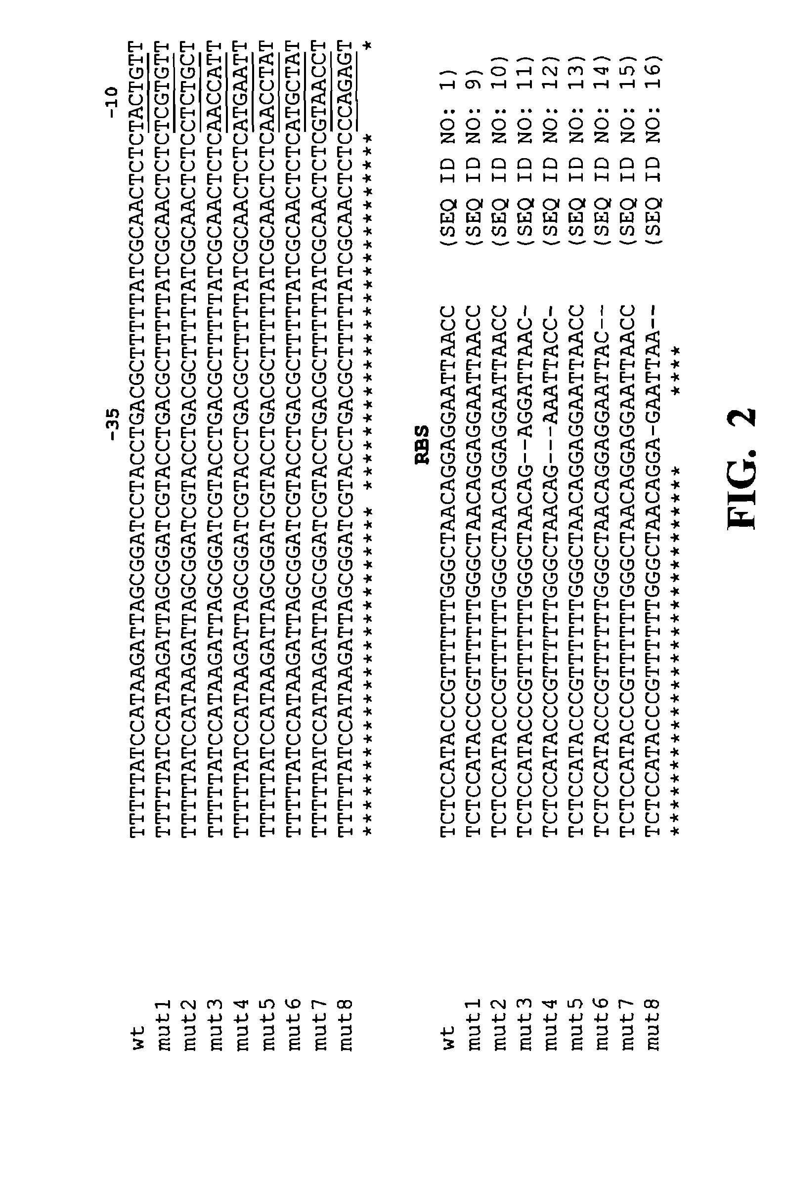 Mutant arabinose promoter for inducible gene expression