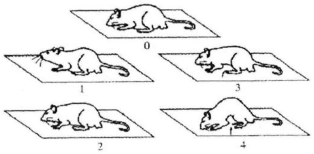 IBS-D experimental animal model method for improving modeling rate and reducing death rate