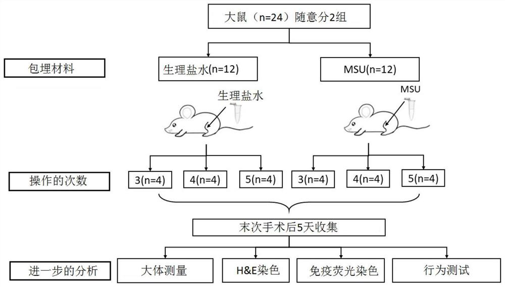 Construction method of persistent gouty arthritis animal disease model