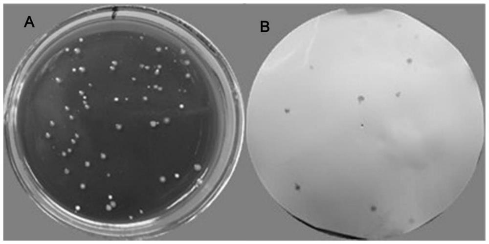 A ciliated Lactobacillus rhamnosus with mast cell activity regulation and its use