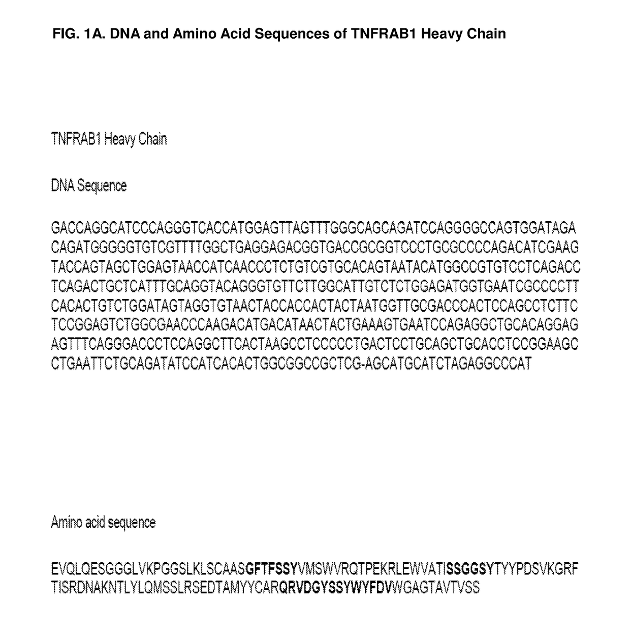 Antagonistic Anti-tumor necrosis factor receptor superfamily antibodies