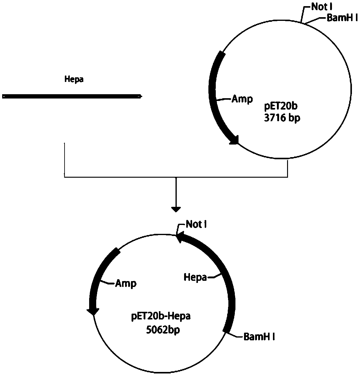 Method for constructing recombinant bacteria capable of efficiently secreting and expressing bacterial heparin hydrolase