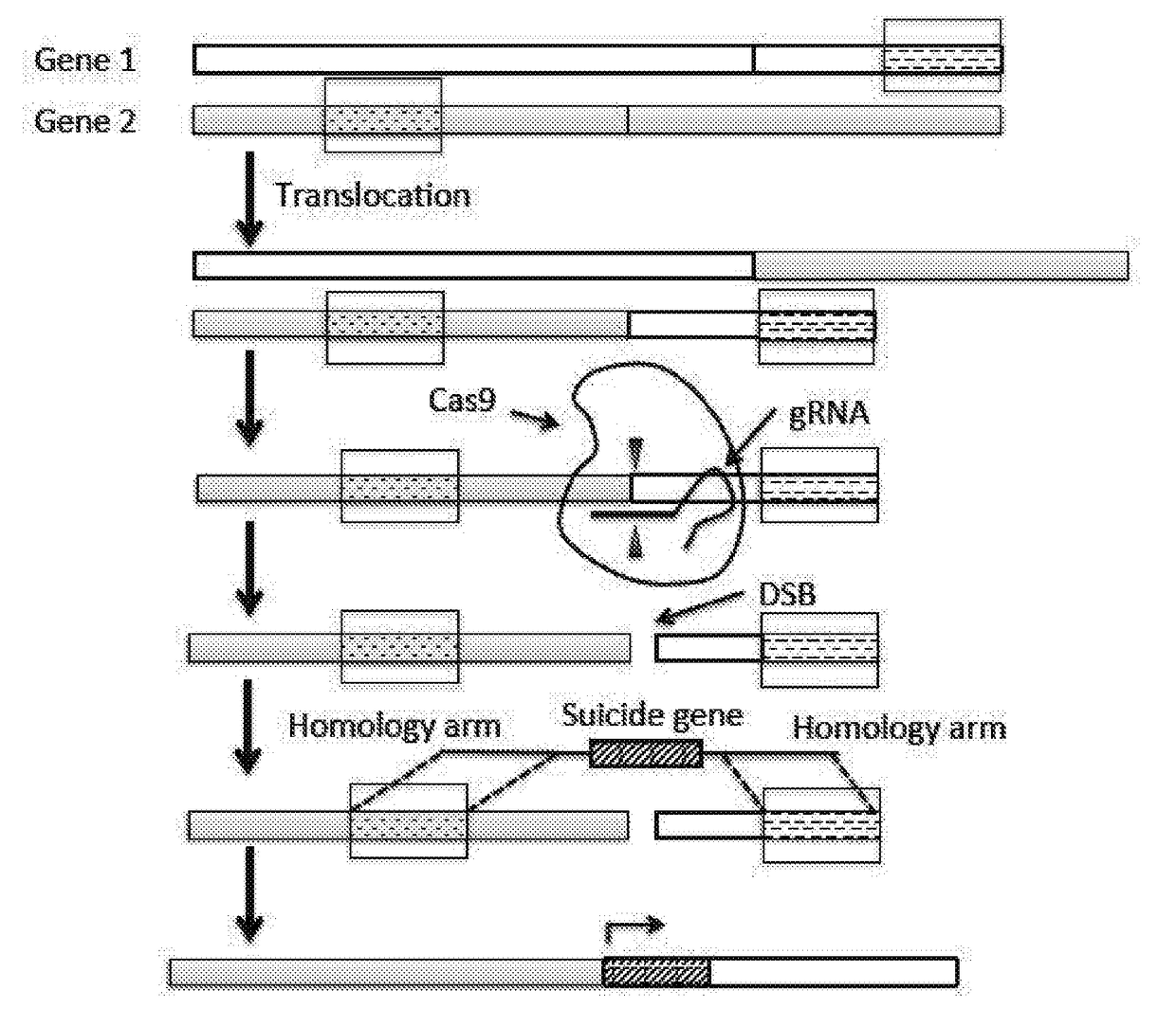 Methods and compositions for selectively eliminating cells of interest