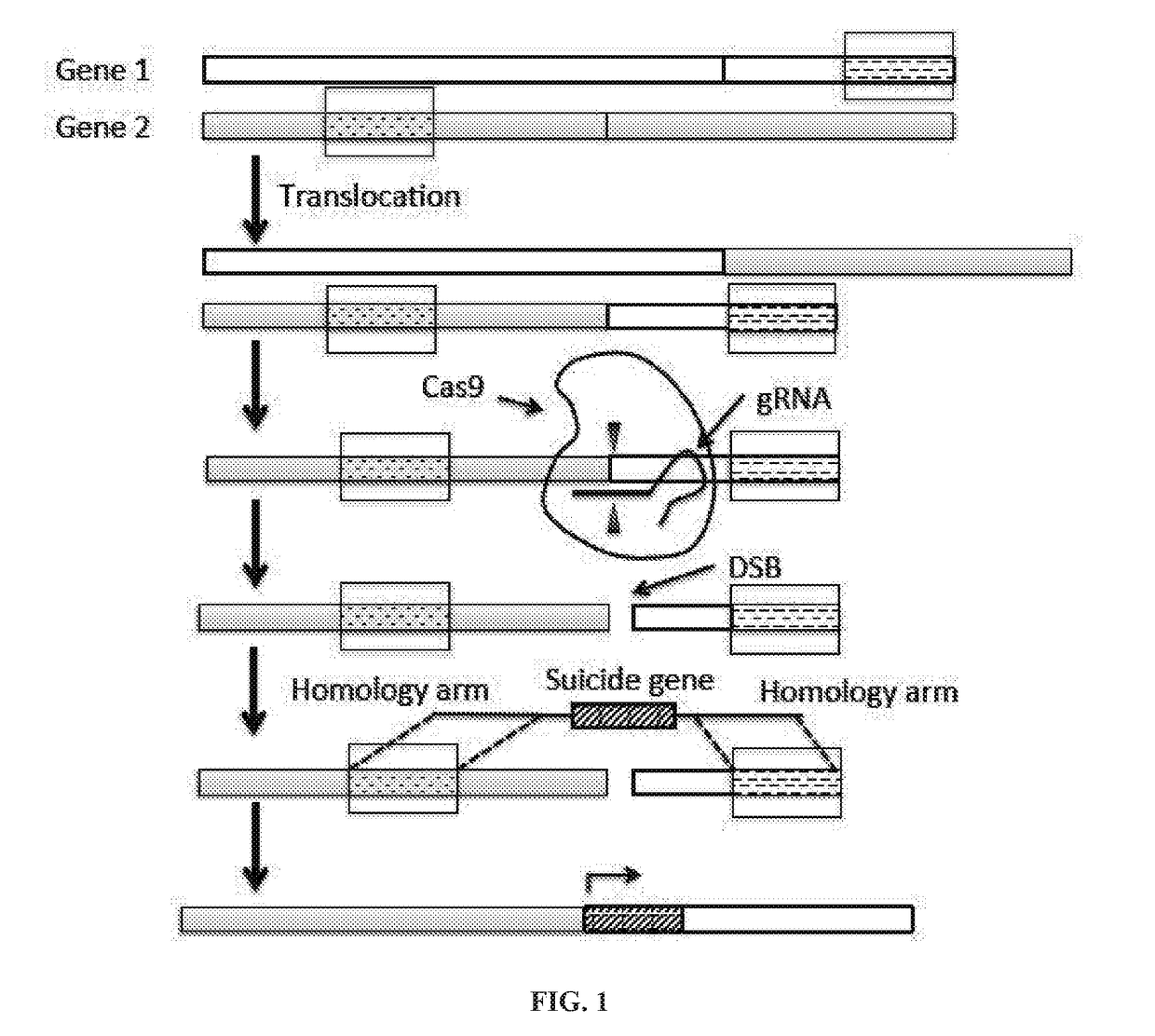 Methods and compositions for selectively eliminating cells of interest