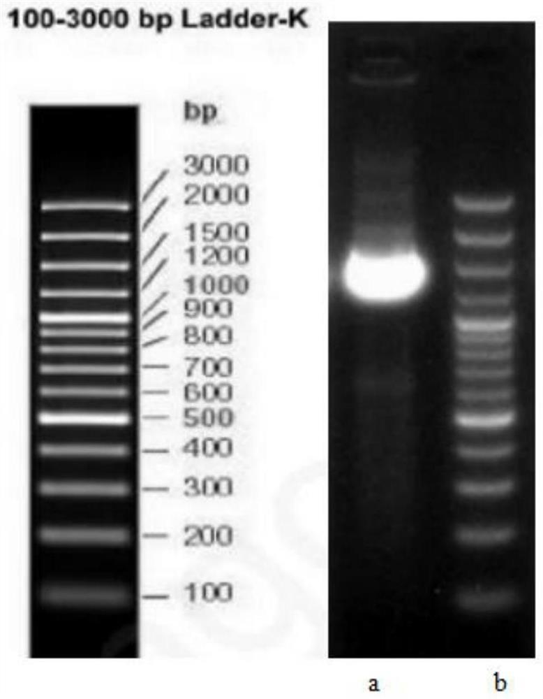 Application of citrobacter freundii in efficient degradation of DMAc