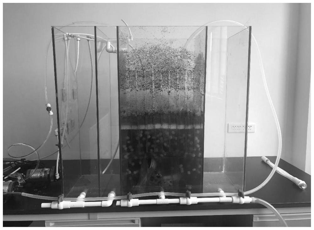 Application of citrobacter freundii in efficient degradation of DMAc