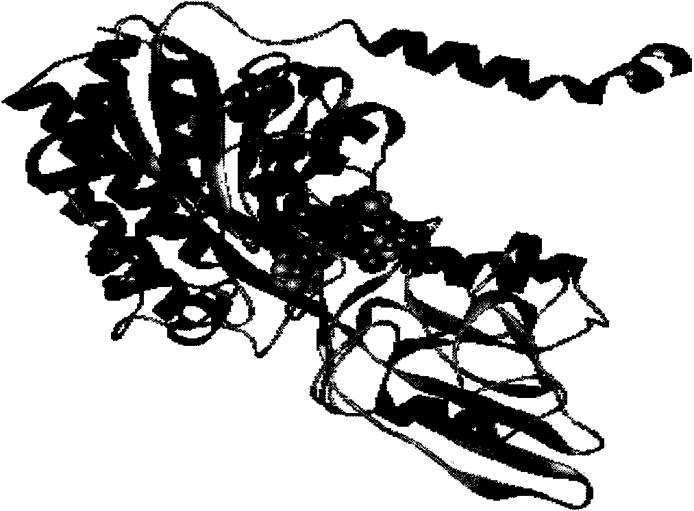 TfR (transferrin receptor) specific binding peptide and application thereof