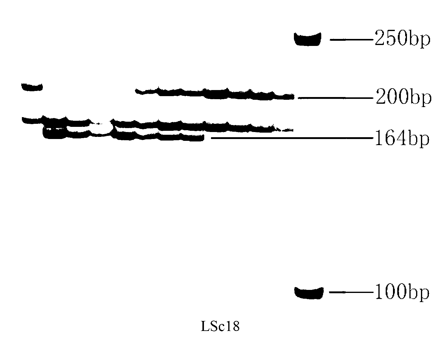 Wheat EST (expressed sequence tag) sequence, molecular marking for stripe rust-resistance property, and application