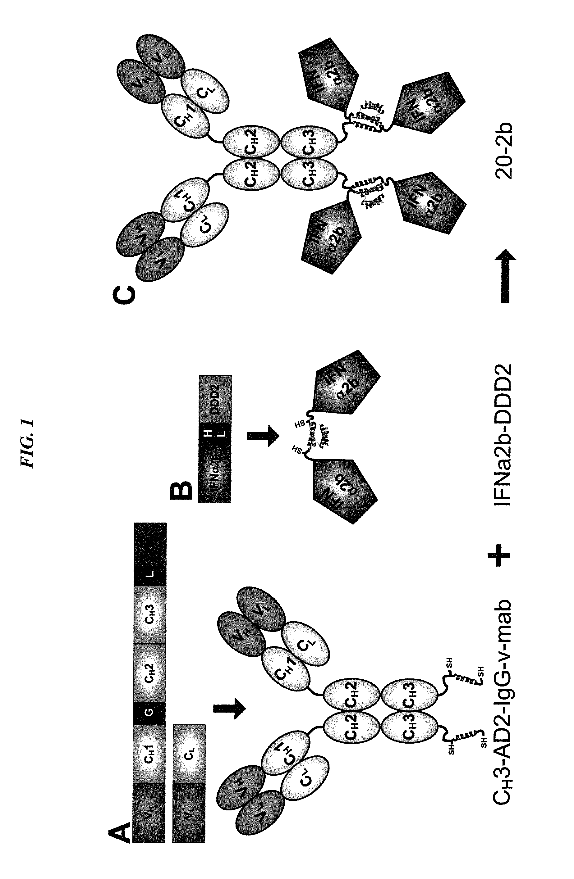 Interferon lambada-antibody complexes