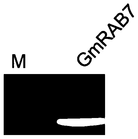 Glycine max(L.)Merr Williamus 82 medium-small G protein gene GmRAB7 and application thereof