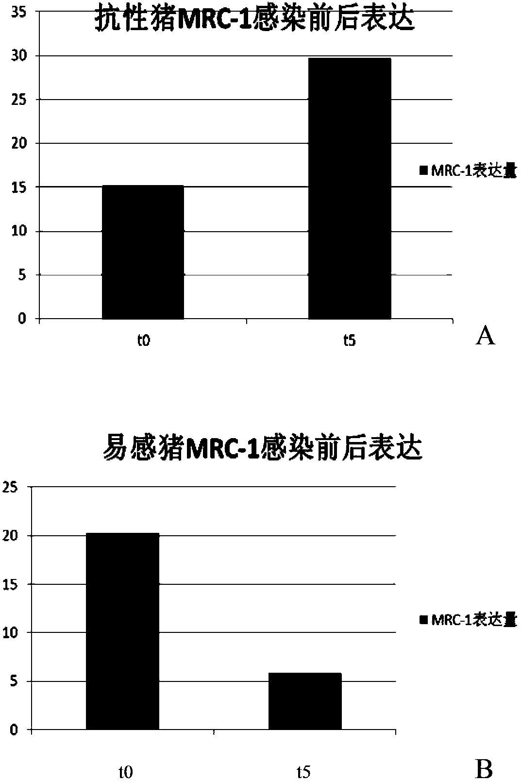 Method for screening of anti-porcine reproductive and respiratory syndrome pigs based on mannose receptor MRC-1 gene expression quantity