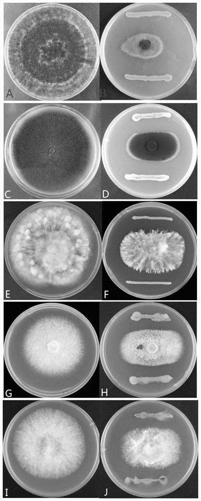 Bckms21 of burkholderia cepacia and application of Bckms21 of burkholderia cepacia