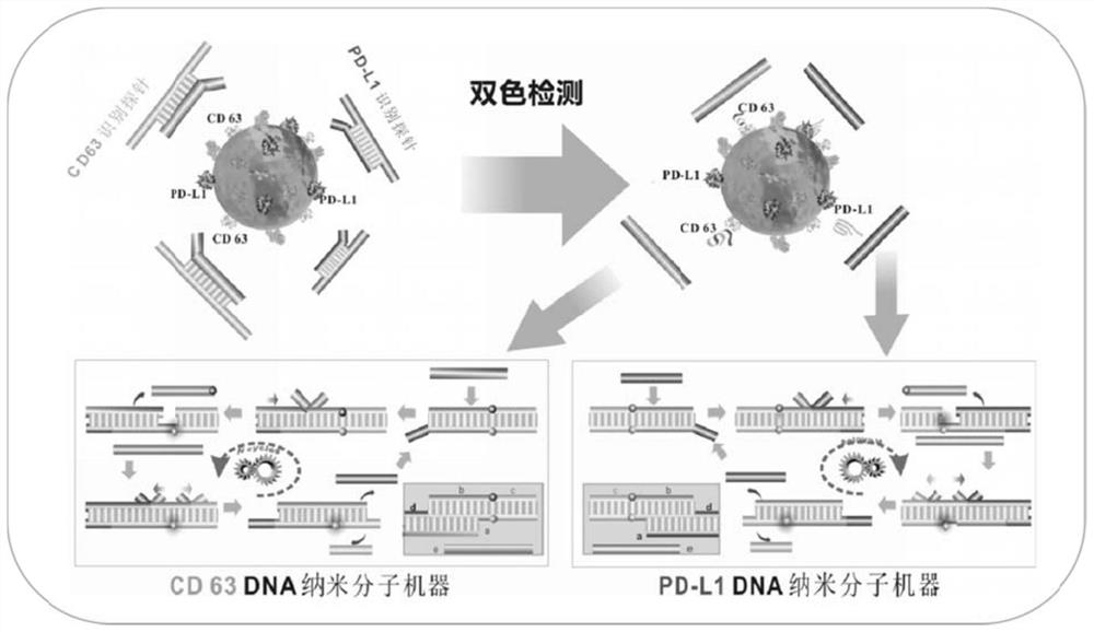 DNA nano-molecule machine for exosome and surface protein analysis and application