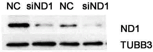 Method for adjusting mitochondrial gene expression by using small RNA and application thereof