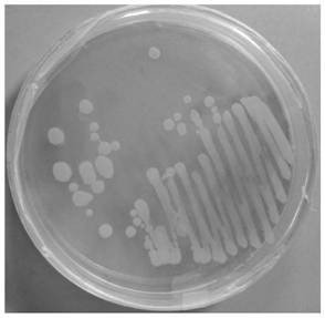 A kind of Moravian pseudomonas strain x2 and its application