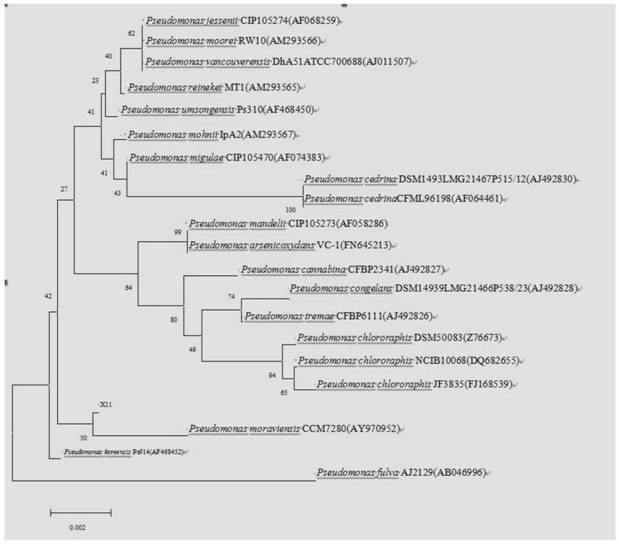 A kind of Moravian pseudomonas strain x2 and its application