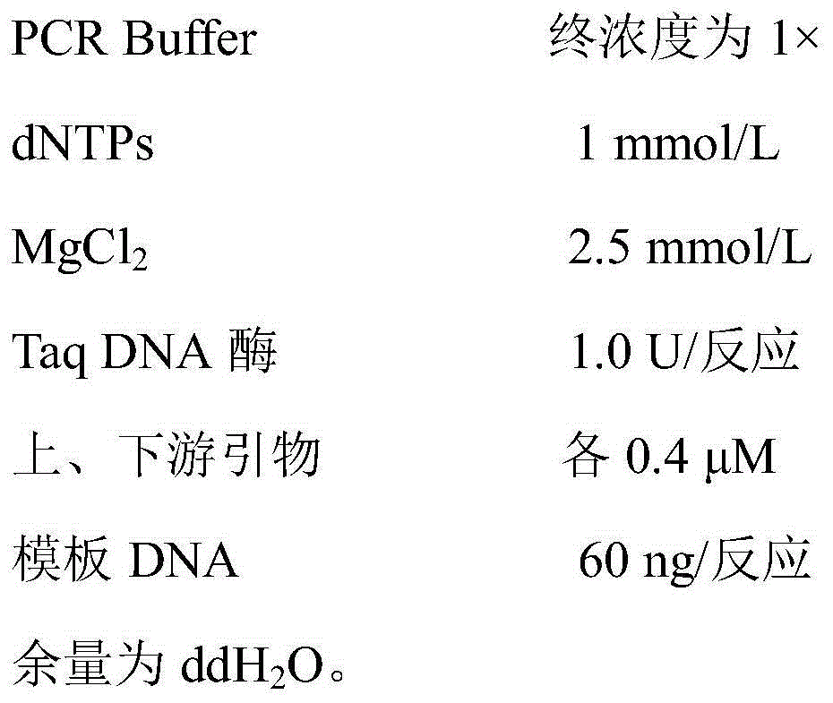 Molecular specific marker primers for sakura varieties including Superba and Grandifora