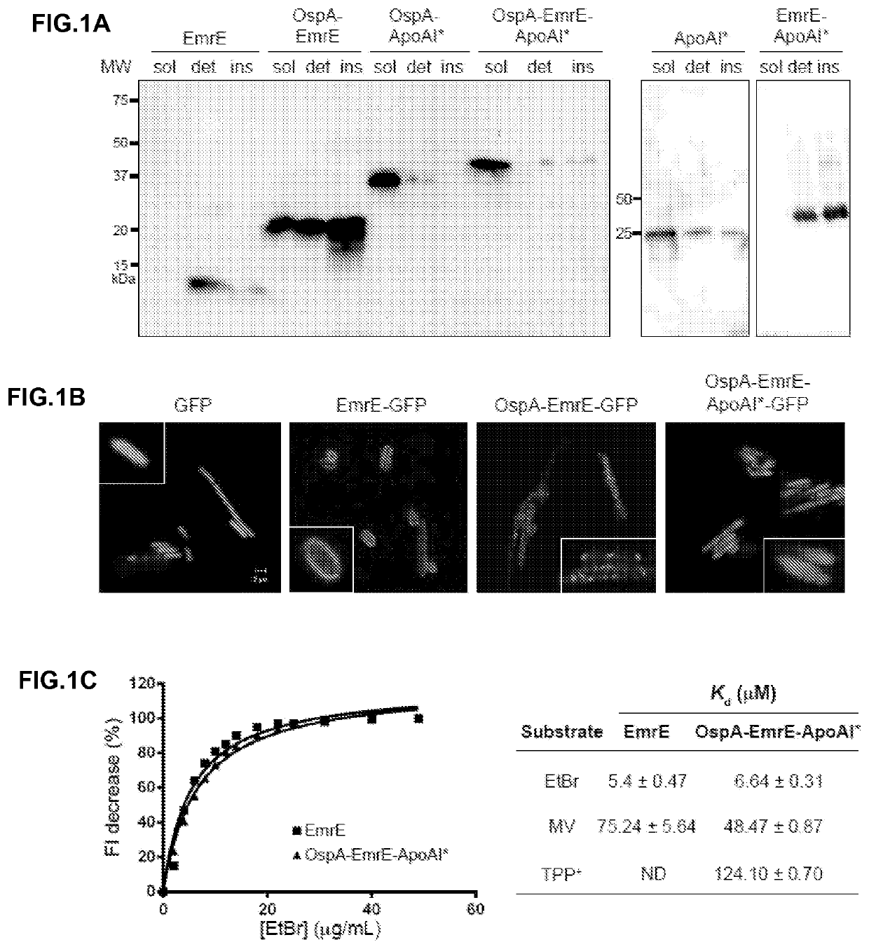 Nucleic acids, vectors, host cells, and methods for recombinantly producing water-soluble membrane proteins