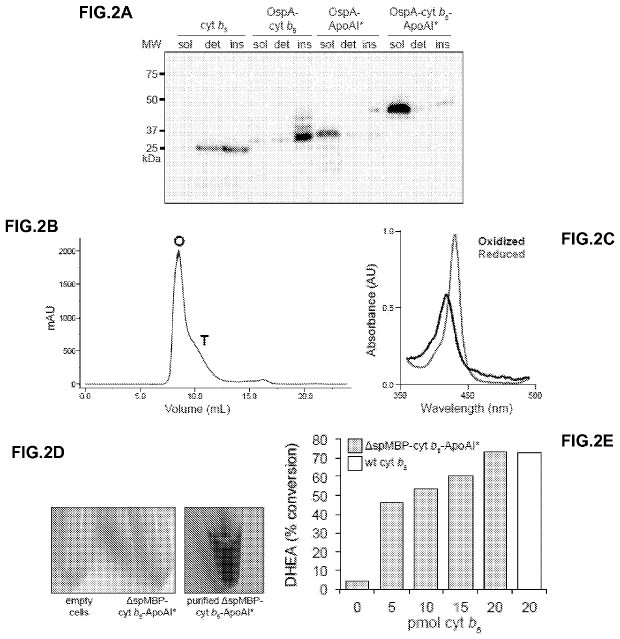 Nucleic acids, vectors, host cells, and methods for recombinantly producing water-soluble membrane proteins