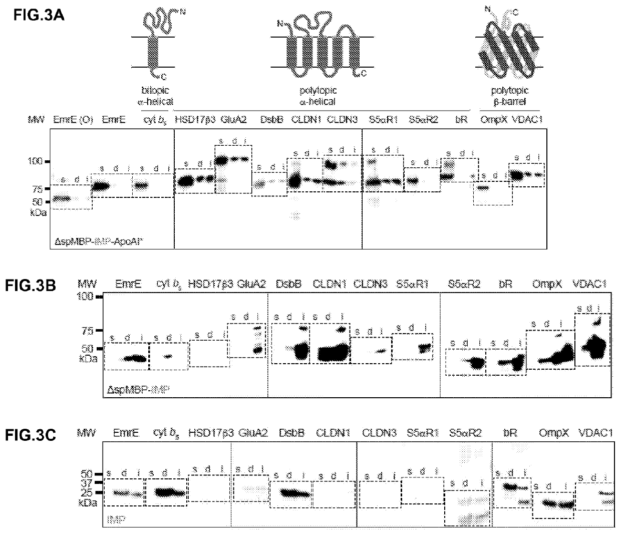 Nucleic acids, vectors, host cells, and methods for recombinantly producing water-soluble membrane proteins